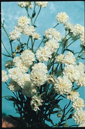 Picture of Achillea - Ptarmica Ballerina